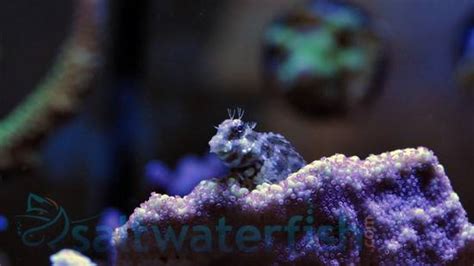 Lawnmower Blenny, Size