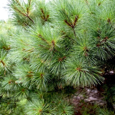 White Pine (Pinus strobus) - Dutchmaster Nurseries Ltd.