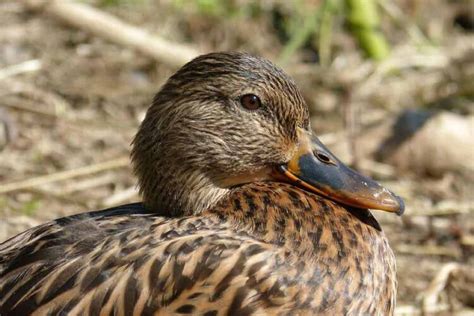 Rouen Duck - Profile | Facts | Eggs | Production | Lifespan - Bird Baron