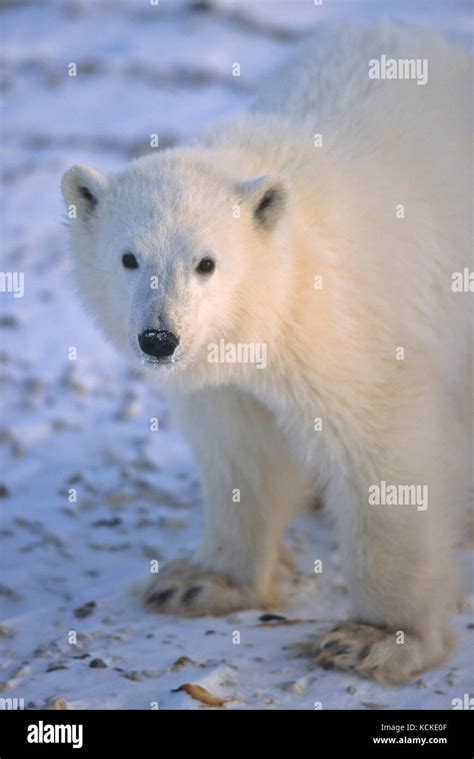 Polar Bear Cub Ursus Maritimus Portrait Near Churchill Manitoba