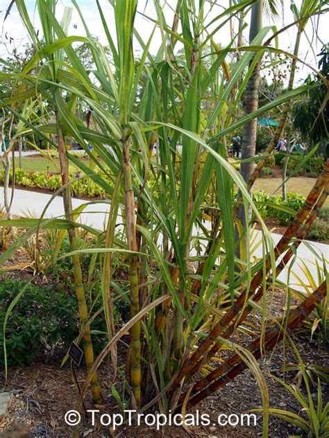 Saccharum Officinarum Sugar Cane