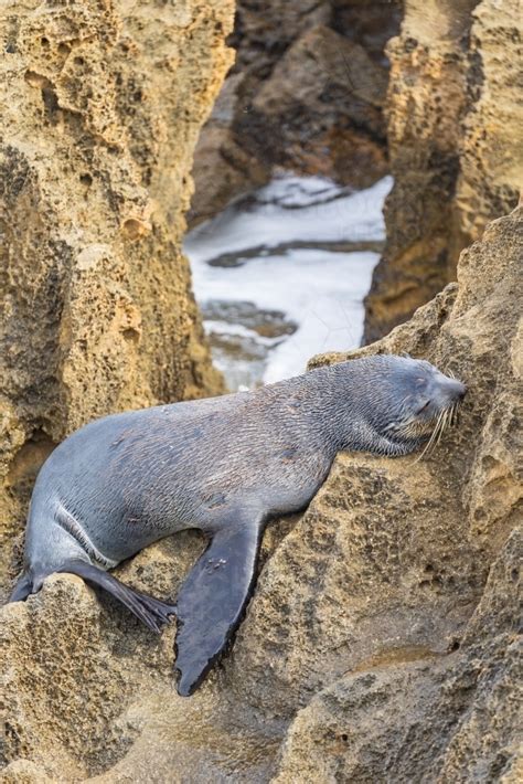 Image Of An Australian Fur Seal Resting On Rocks Austockphoto