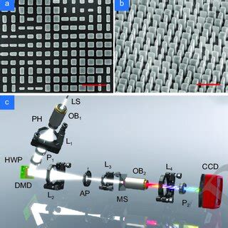 A B Top And Oblique Views Of Scanning Electron Microscopy Images Of