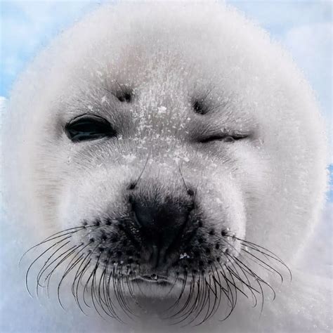 Cute Seal