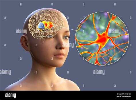 Anatomie Du Cerveau De L Enfant Banque De Photographies Et Dimages