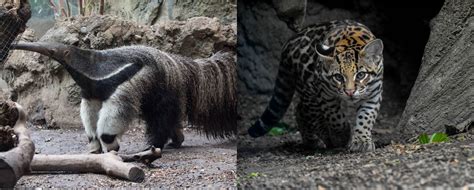 The Buffalo Zoo Bids Farewell to Two Animals From M&T Bank Rainforest ...