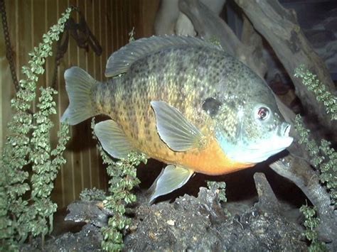 Bluegill | Dave's School of Taxidermy