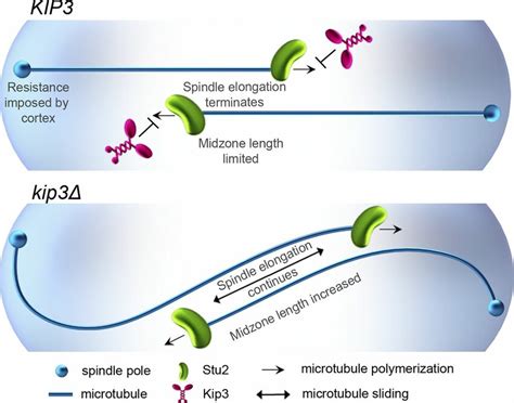 Model For The Regulation Of Anaphase Spindle Elongation Via Control Of