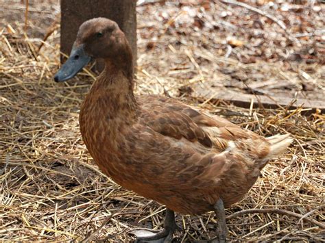 Duck Breeds for Backyard Flocks | HGTV