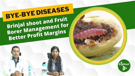 Brinjal Shoot And Fruit Borer Management For Better Profit Margins