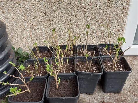 Stachelbeeren Vermehren Aus Stecklingen Ist Einfach Und Kosteng Nstig