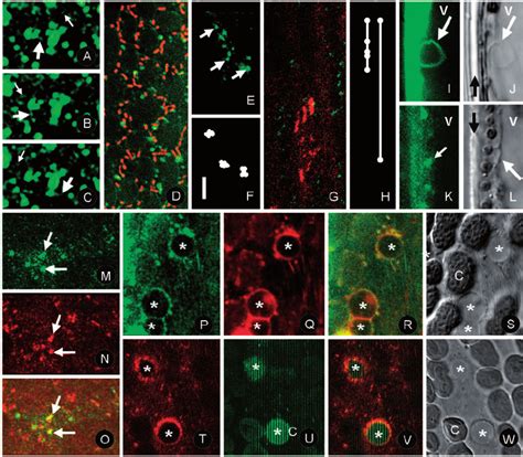 FM-stained organelles in internodal cells of Chara corallina . Time... | Download Scientific Diagram