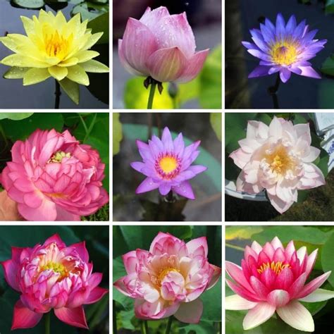 Blue Lotus Seeds, Blue Water Lily, 10pcs/pack – UrbanGardenSeed