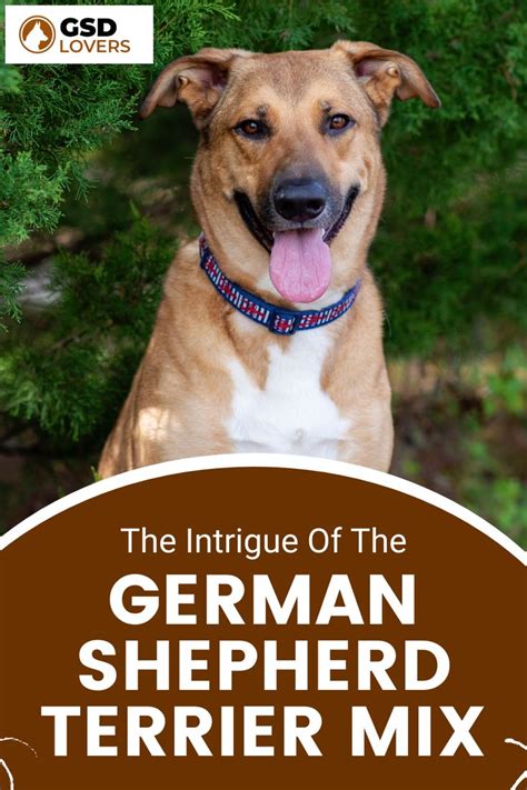 The Intrigue Of The German Shepherd Terrier Mix | GSD | Terrier mix, Terrier mix breeds, Terrier ...