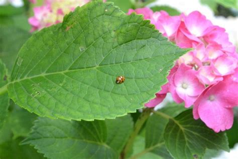 Pianeta Tempo Libero Ortensie Per Te