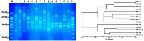 Box Profiles Of The Azotobacter Isolates M Bp Dna Ladder Lane