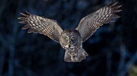 Great Gray Owl Flying