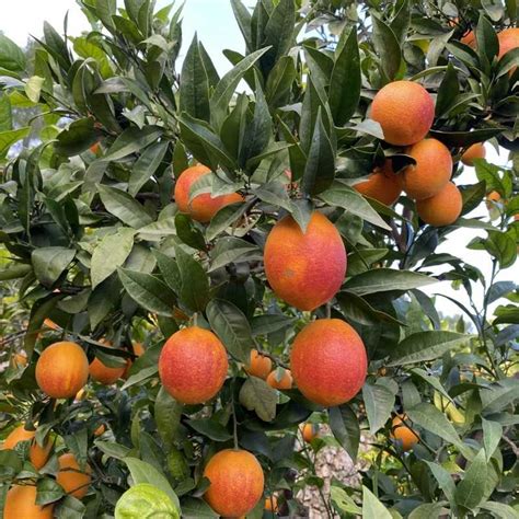 Bio Orangen Aus Spanien Kaufen QuieroNaranjas