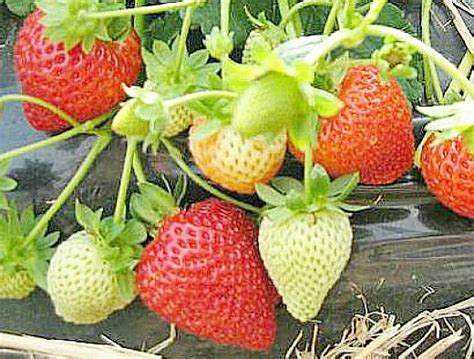 Лучшие сорта клубники для Подмосковья для открытого грунта