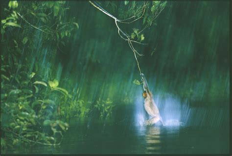 Male Proboscis Monkeys With Bigger Noses Have Better Sex Lives National Geographic