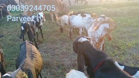 Big Breeder Bakra And Desi Bakra Breed For Sale 2020 Farming