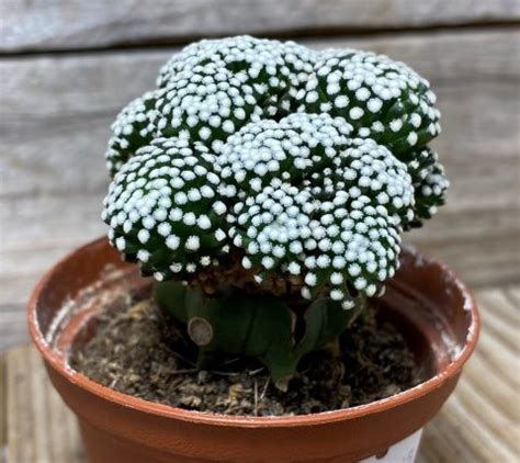 SHPR13145 Mammillaria luethyi grafted Кактус онлайн