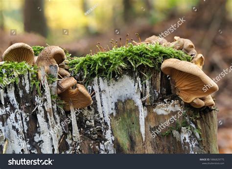 Panuoides Images Stock Photos Vectors Shutterstock