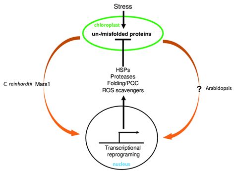 Chloroplast Unfolded Protein Response Cpupr Stress Such As High