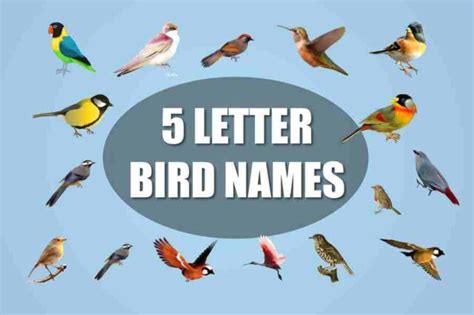 5 Letter Bird Names: Exploring the Fascinating World of Feathered Friends