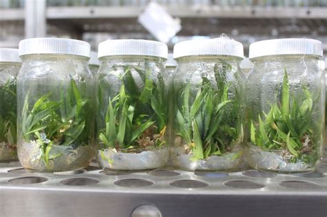 Introducción al cultivo in vitro de tejidos vegetales