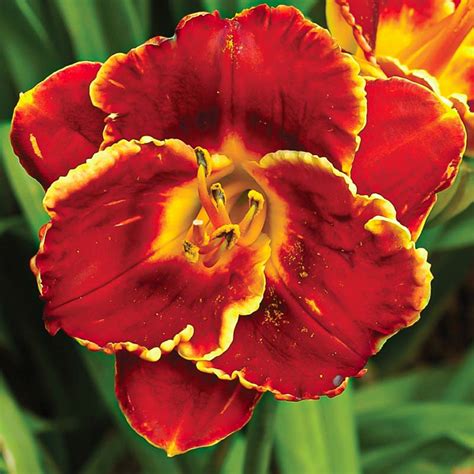 Hot Scheme Mountain View Daylily Nursery