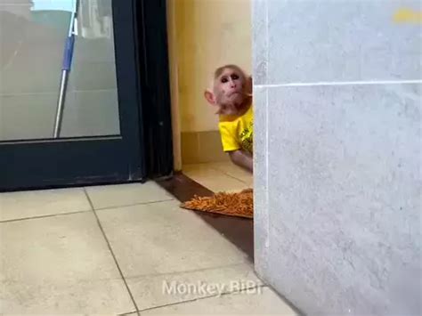 bibi the monkey net worth