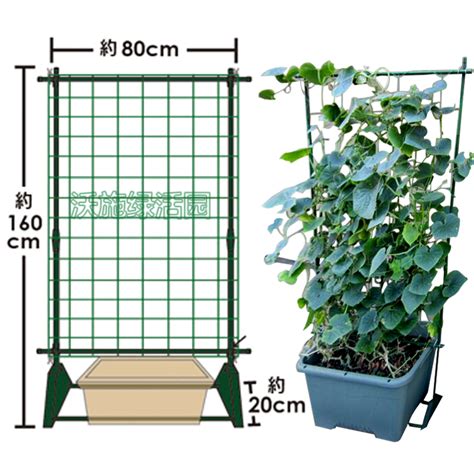 园艺支架爬藤架黄瓜丝瓜豆角盆栽专用支架包塑管虎窝淘