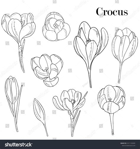 Flowers Crocus Hand Drawing Ink Outline Stock Vector Royalty Free