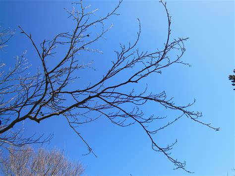 Free Images Tree Nature Grass Branch Winter Cloud Leaf Flower Spring Brown Twig