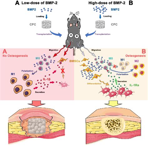 Mechanisms Of Bmp Induced Osteogenesis In A Dose Dependent Manner At