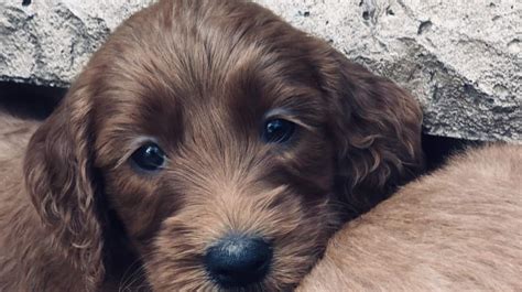 Red Goldendoodle Puppies for Sale | From Our Home to Yours | See more!