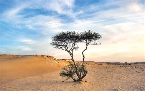 sahara desert plants  trees saharas green miracle desert blossoms