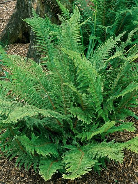 Ferns That Grow In Full Shade / My favourite ferns for containers ...