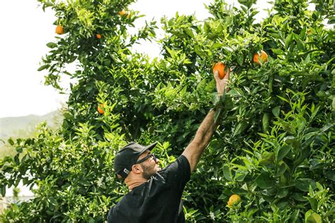 Early Harvesting - Fruit Fly Control