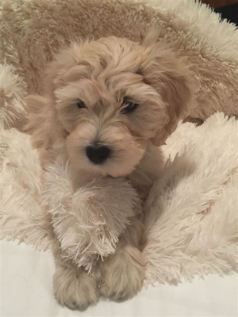 English Cream Goldendoodle Puppies For Sale Near Me - Cute Puppies for Me