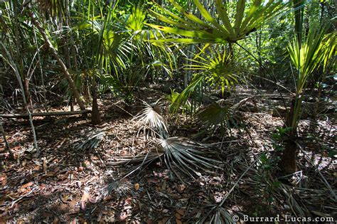 Iguana Habitat - Burrard-Lucas Photography