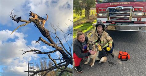 Il Cane Baby Rimane Bloccato Su Un Albero Dopo Aver Inseguito Un Gatto