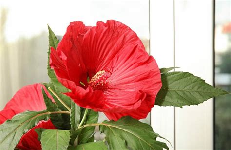 Growing Hibiscus Indoors: Is It Possible? - Petal Republic