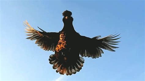 Flying Pavlovskie chickens Курица - Птица Полёты Полёт Павловской ...