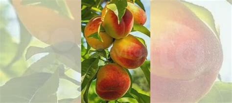 Саженцы плодовые, розы купить в Ростове-на-Дону | Товары для дома и ...