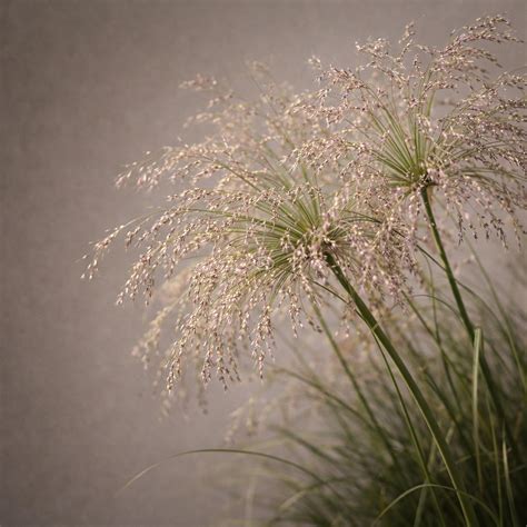 tufted hair grass - deschampsia 2