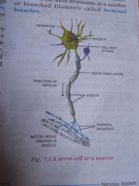 Draw A Neuron And Label The Axon Dendrite And Cell Body Solved Label