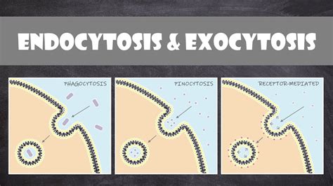 Exocytosis Vs Endocytosis Chart