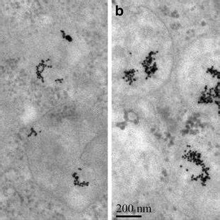 Tem Images Of Gnps A And Gal Peg Gnps B Uptake In Hepg Cells